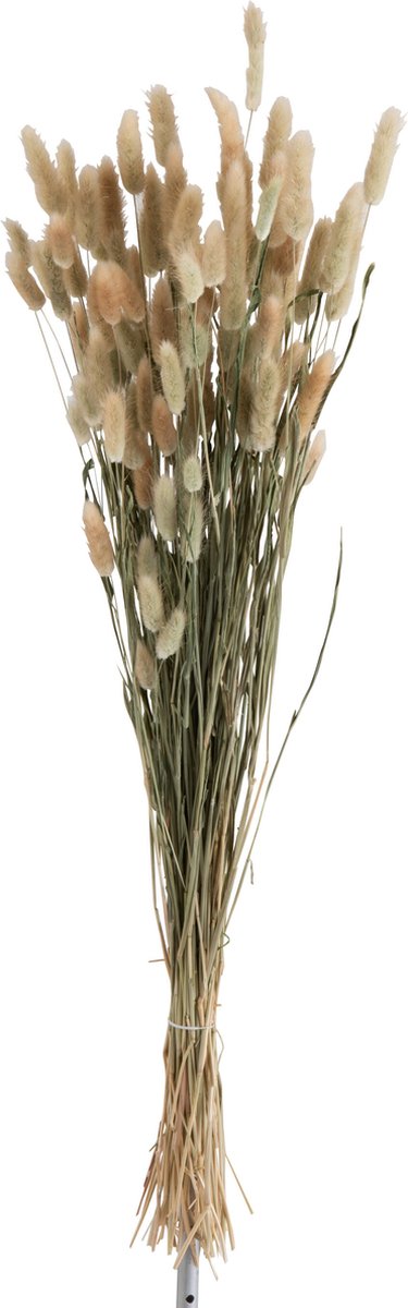 J-Line droogbloemen - Bundel Hazenstaart - riet - naturel