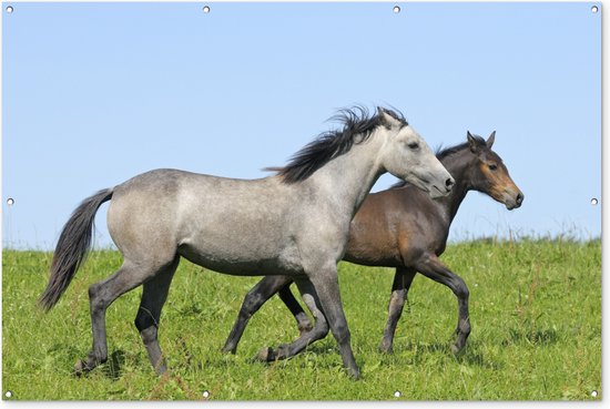 Paarden - Dieren - Gras - Tuinposter