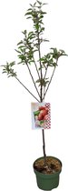Appelboom | Malus domestica 'Elstar' | Hoogte: 120 cm |Zelfbestuivende appelboom | Tuinplanten | Moederdag cadeautje