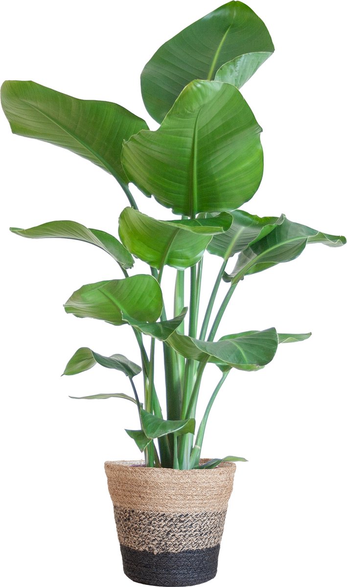 De Paradijsvogelbloem kamerplanten Groene Planten met pot Strelitzia Nicolai met Lissabon mand zwart 80cm Ø19