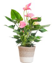 De Flamingoplant, Huiskamerplant, Groene Plant, Planten met pot, Anthurium Pink explosion met Lissabon mand wit - 55cm - Ø17