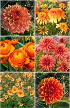 Bulbs4you - Bijen en vlinder vaste planten en bloembollen/dahlia pakket oranje - 30 stuks - 6 soorten - Zonnehoed - Dahlia knollen- Ranonkels - Geum