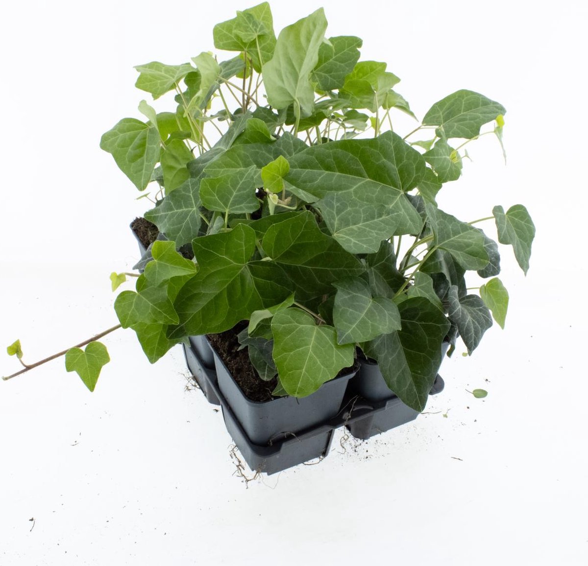 Bodembedekker Groene Klimop 12 Stuks Hedera helix 'Woerner' P9 Plant Tuinplant