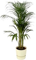 Areca palm voor binnen, ↨110cm - Ø21cm, witte pot inbegrepen D24xH23