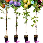 Set de 4 arbres fruitiers - 1 Pommier, 1 Poirier, 1 Cerisier, 1 Prunier - Hauteur +60cm - Pot 9cm - Mix A