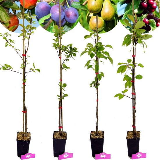 Foto: Set van 4 fruitbomen 1 appel 1 peer 1 kers 1 pruim hoogte 70 100cm 11cm pot mix a