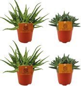 Plantenboetiek.nl | 2x Aloe Spider + 2x Crassula Tenelli - Ø10,5cm - 10cm hoog - Kamerplant - Groenblijvend - Cactus & Vetplanten