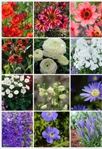 Bulbs4you - Bijen en vlinder bloembollen, dahlia en vaste planten pakket - 92 stuks - 12 soorten - Dahlia knollen - Freesia - Ranonkels - Akelei - Geranium - Anemone - Vlambloem - Ereprijs