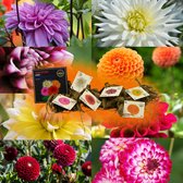 Dahlia, pakket van 8 verschillende Dahlia`s, Diverse Kleuren, Bloembollen, Flowerbulbs