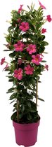 Plantenboetiek.nl | Mandevilla Sundaville Early Pink In Toren (Dipladenia) - Ø19cm - 75cm hoog - Tuinplant