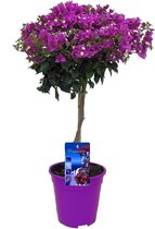 Plant in a Box - Bougainvillier 'Alexandra' - Bougainvillier sur tige - Fleurs violettes - Plante de jardin - Pot 17cm - Hauteur 50-60cm