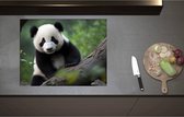 Inductieplaat Beschermer - Aankijkende Panda op Boomstam in het Bos - 71x55 cm - 2 mm Dik - Inductie Beschermer - Bescherming Inductiekookplaat - Kookplaat Beschermer van Wit Vinyl