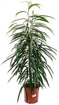 Kamerpalm – Langbladige vijgenboom (Ficus binnendijkii Alii) – Hoogte: 50 cm – van Botanicly