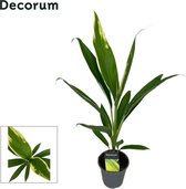 Kamerpalm – Koolpalm (Cordyline Fruticosa Conga) – Hoogte: 30 cm – van Botanicly