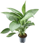 Groene plant – Epipremnum (Aglaonema Silverado) – Hoogte: 40 cm – van Botanicly