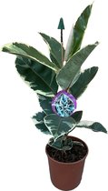 Groene plant – Vioolplant (Ficus Tineke) met bloempot – Hoogte: 80 cm – van Botanicly