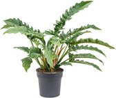 Groene plant – Philodendron (Philodendron Narrow) – Hoogte: 80 cm – van Botanicly