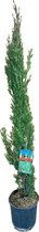 Naaldboom – Montereycipres (Cupressus Sempervirens) met bloempot – Hoogte: 100 cm – van Botanicly