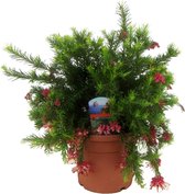 Struiken – Woolly Grevillea (Grevillea) met bloempot – Hoogte: 60 cm – van Botanicly
