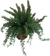 Kruidenplant – Rozemarijn (Rosmarinus Prostratus) met bloempot – Hoogte: 40 cm – van Botanicly
