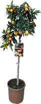Fruitboom – Calamondin (Citrus Kumquat) met bloempot – Hoogte: 100 cm – van Botanicly