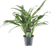 Groene plant – Epipremnum (Aglaonema Cutlass) – Hoogte: 40 cm – van Botanicly