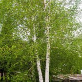 Witte berk - Betula utilis 'Doorenbos' | Omtrek: 6-10 cm | Hoogte: 250 cm