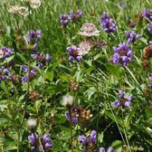 MRS Seeds & Mixtures Type G4 - Inheems & Meerjarig Bloemrijk Graslandmengsel – Trekt vogels en insecten aan – Inclusief ratelaar zaden