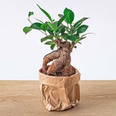 Plantenboetiek.nl | Ficus microcarpa ginseng bonsai - Ø8.5cm - 15cm hoog - Kamerplant - Groenblijvend