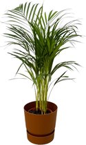 Kamerplant Areca palm (goudpalm) inclusief bruine pot, ↨85cm - Ø19cm