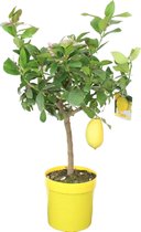 Citrus Limon - Citroenboom - Kamerplant - Mediterrane fruitboom - Pot 19cm - Hoogte 60-70cm