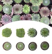 NatureNest - Rotsplant mix - Sempervivum Premium - 4 kleuren - 8 stuks - 7-10cm