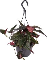 Groene plant – Gatenplant (Syngonium Erythrophyllum Red Arrow Inpot) met bloempot – Hoogte: 30 cm – van Botanicly