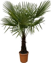 Buitenpalm – Waaierpalm (Trachycarpus) – Hoogte: 180 cm – van Botanicly