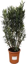 Struiken – Oleander (Nerium oleander) – Hoogte: 180 cm – van Botanicly