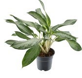 Groene plant – Epipremnum (Aglaonema) – Hoogte: 60 cm – van Botanicly