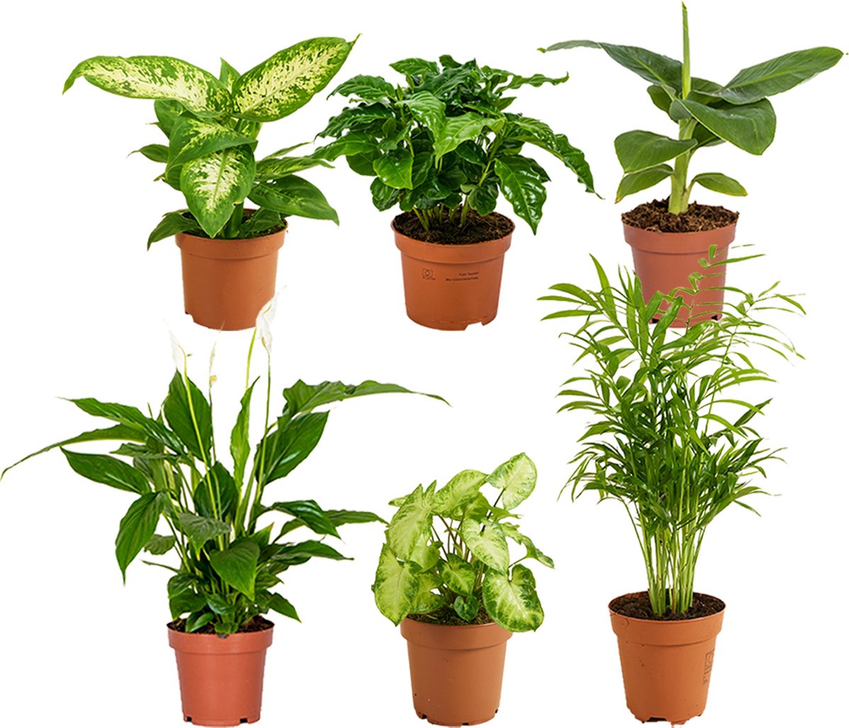 Bol.com Bloomique - Mix van 6 - Groene Kamerplanten Mix - Bananenplant - Koffieplant - Syngonium - Chamaedorea - Lepelplant - Di... aanbieding