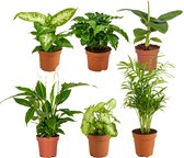 Groene kamerplantenmix - Set van 6 - Onderhoudsvriendelijk - ⌀12 cm -  25 - 45 cm