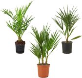 Winterharde palmenmix - Set van 3 palmen - Tuinplanten - ⌀ 14/15 -  50-60 cm