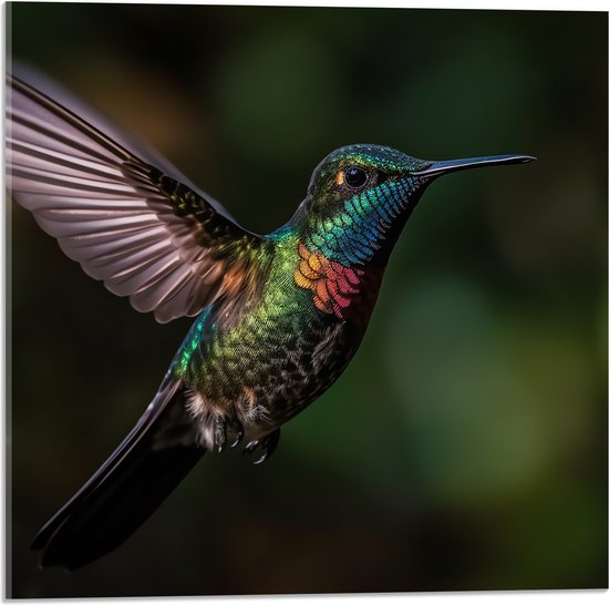 Acrylglas - Vogel - Kleuren - Dier - Vliegen - Natuur - 50x50 cm Foto op Acrylglas (Met Ophangsysteem)