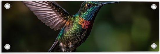 Tuinposter – Vogel - Kleuren - Dier - Vliegen - Natuur - 60x20 cm Foto op Tuinposter (wanddecoratie voor buiten en binnen)