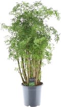 Trendyplants - Polyscias Hawaiiana Ming - Aralia - Kamerplant - Hoogte 90-110 cm - Potmaat Ø19cm