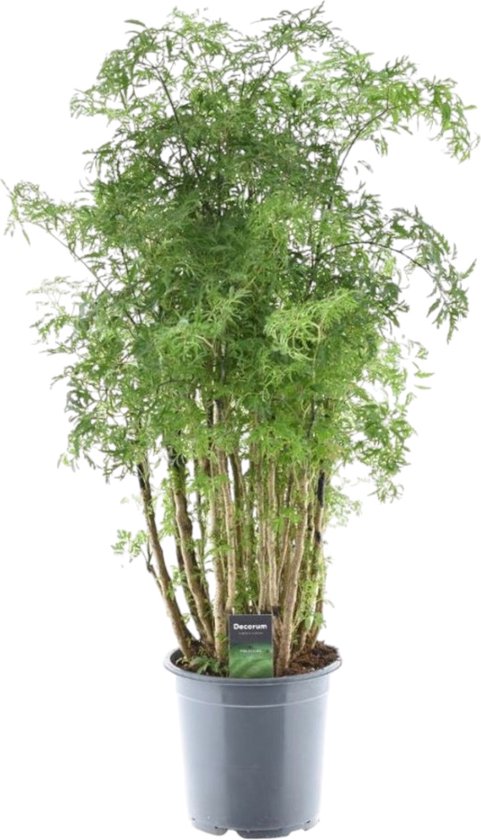 Foto: Trendyplants polyscias hawaiiana ming aralia kamerplant hoogte 90 110 cm potmaat 19cm