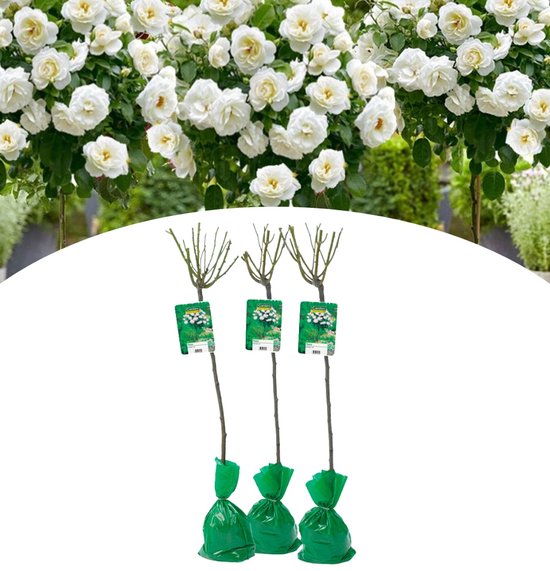 NatureNest - Stamrozen XXL - Rosa - Wit - 3 stuks - 120-140 cm