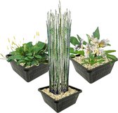 vdvelde.com - Vijverplanten Set - Speciale Waterplanten - Combi set - 9 planten - Plaatsing: -1 tot -40 cm