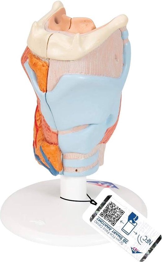 3B Scientific - Anatomisch model van de Larynx, 2-delig - anatomie van het strottenhoofd