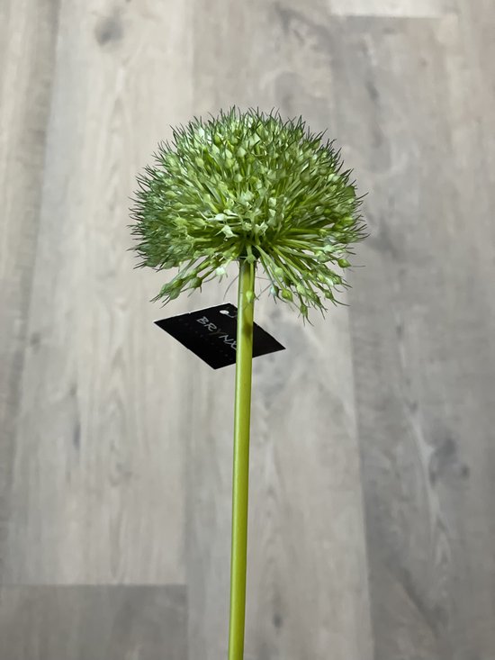 Brynxz - zijde - allium - Spring's Perfect - Green - 75cm