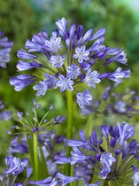 40x Afrikaanse lelie 'Agapanthus africanus dr. brouwer' - BULBi® Bloembollen met bloeigarantie