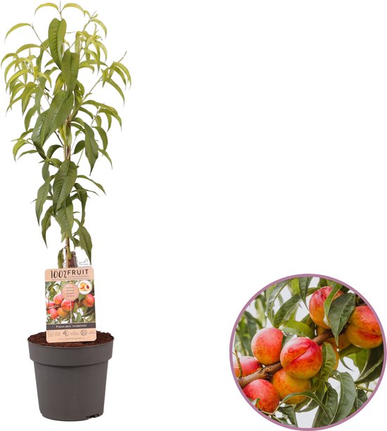 Nectarineboom, Prunus persica Nucipersica