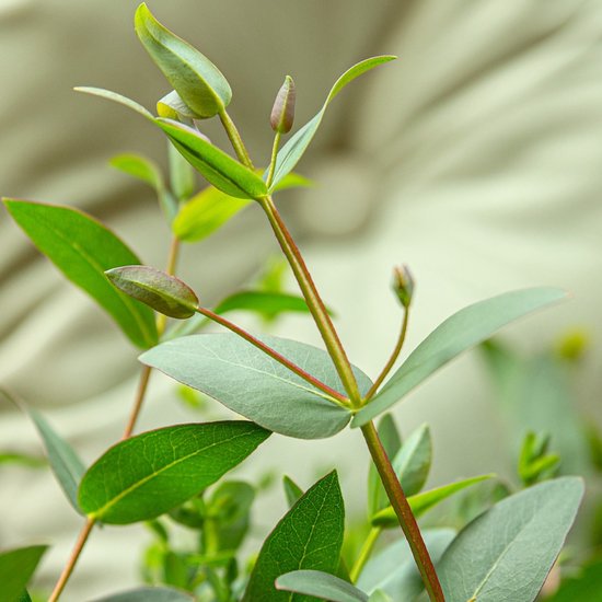 Webwinkel - Eucalyptus_gunnii_'Cagire'_(Azura) - Eucalyptus